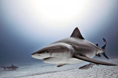 ����֮�������Ī�����֮�е���������