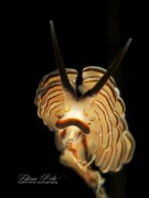 ˮ����Ӱ΢������55��