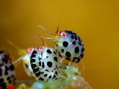 ˮ����Ӱ΢������61��