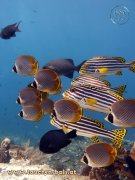 ˮ����Ӱ΢������25��