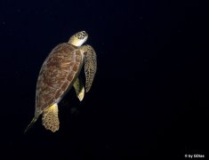 <b>ˮ����Ӱ΢������26��</b>