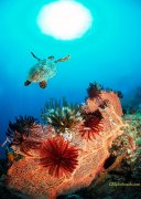 ˮ����Ӱ΢������21��