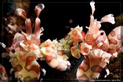 <b>Ŀ��Ͼ��������</b>